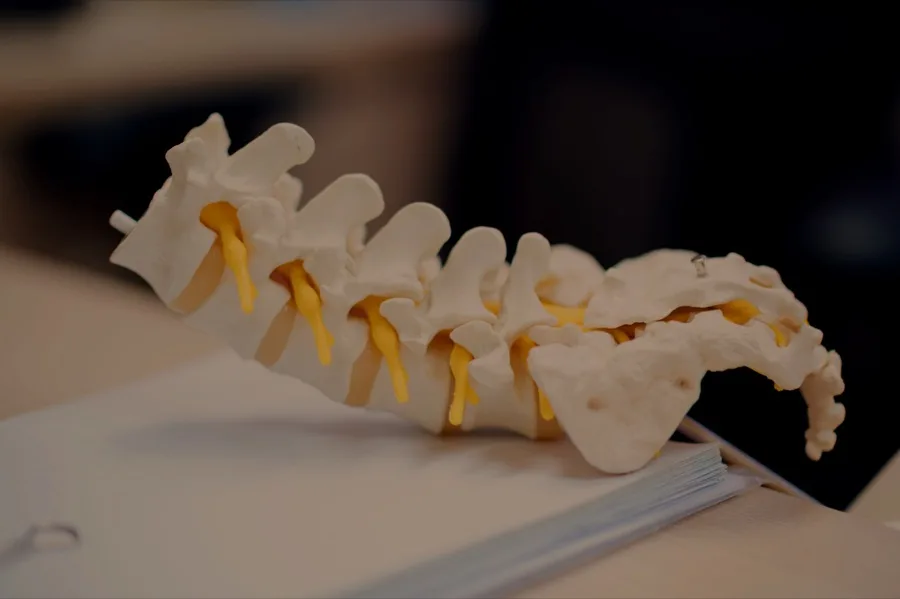 Chiropractic spine model used for patient education at Chiropatrick